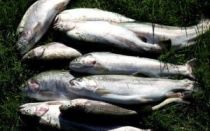 Бисерово рыбхоз: платная рыбалка, цены на услуги и контакты